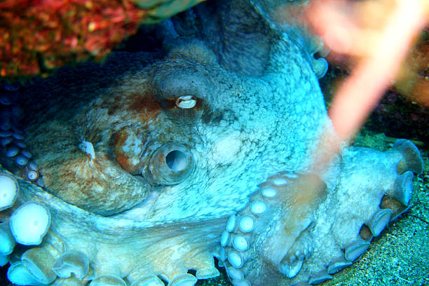 Close-up underwater view of an octopus resting in its natural rocky shelter habitat.