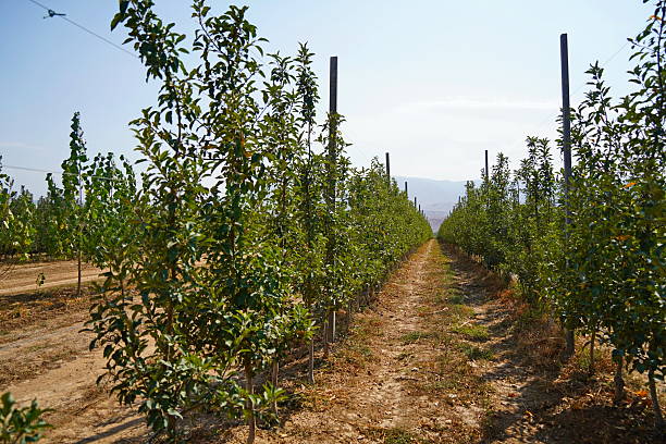 istock A large apple orchard. The harvest period. 2235889422