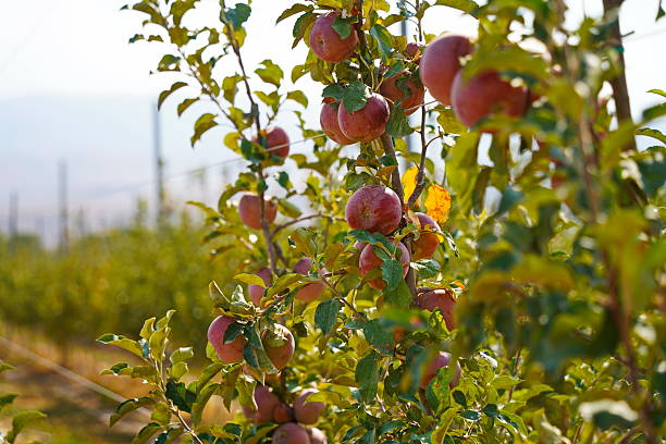 istock A large apple orchard. The harvest period. 2235889707