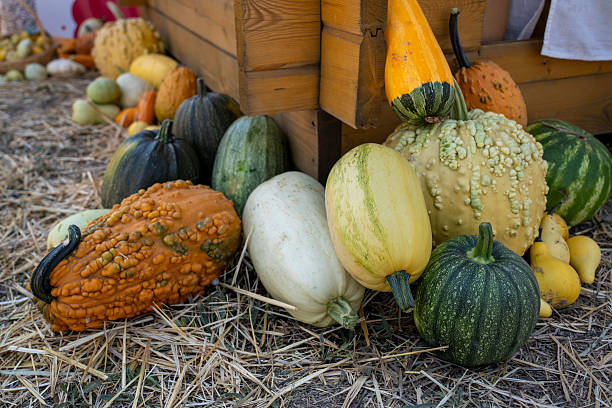 istock Diverse Autumn Gourds on Straw Against Rustic Wooden Backdrop 2235889805
