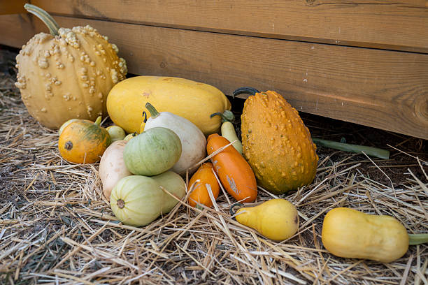 istock Diverse Autumn Gourds on Straw Against Rustic Wooden Backdrop 2235889836