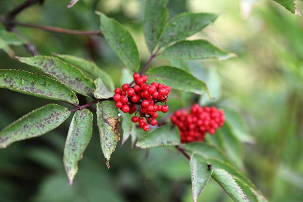 istock Red elderberry fruit on a shrub in Norway 2235890265