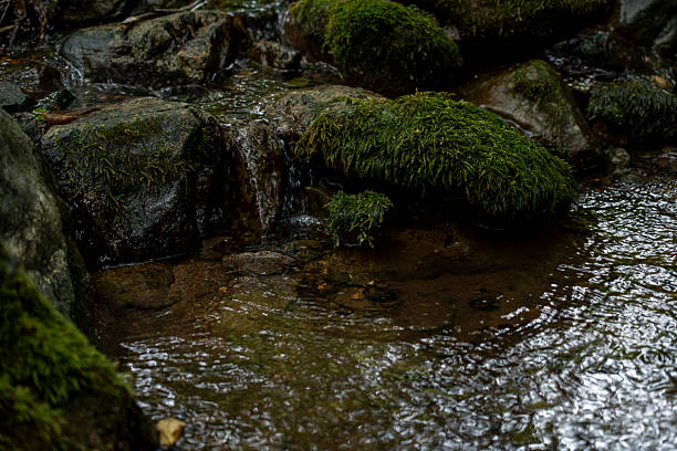 Serene forest brook flowing over mossy stones with autumn leaves