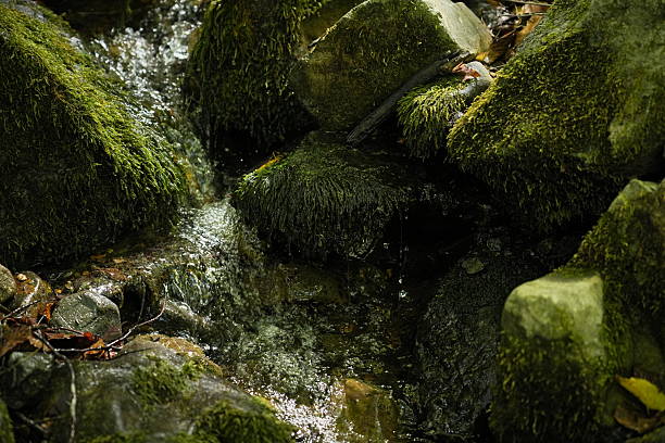 Serene forest brook flowing over mossy stones with autumn leaves