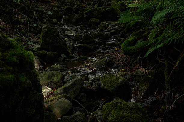 istock Serene forest brook flowing over mossy stones with autumn leaves 2235892514