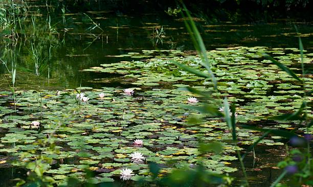 istock a pond overgrown with  pink flowers 2235893885