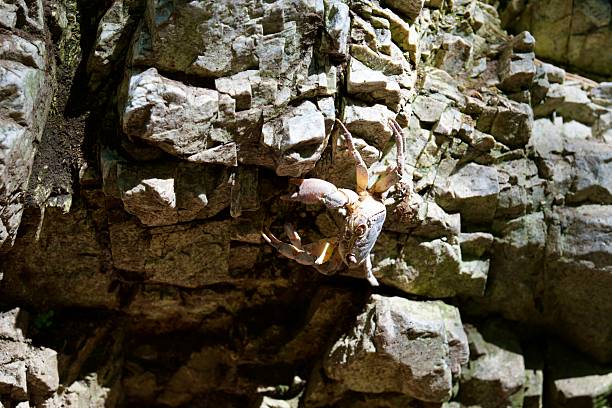 a crab crawls along a steep cliff