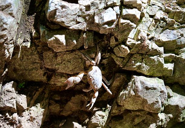 a crab crawls along a steep cliff