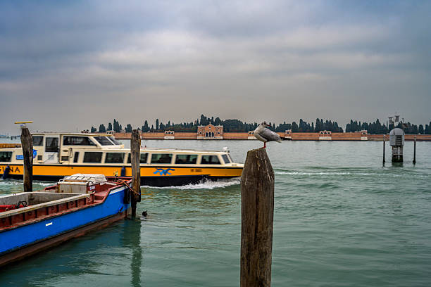 A seagull sits on a post while a vaporetto navigates the Venetian lagoon near San Michele with its cypress trees in the distance.