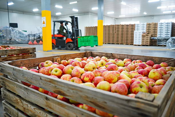 istock Apples are arranged in containers in a large garden. Harvesting. 2235895561