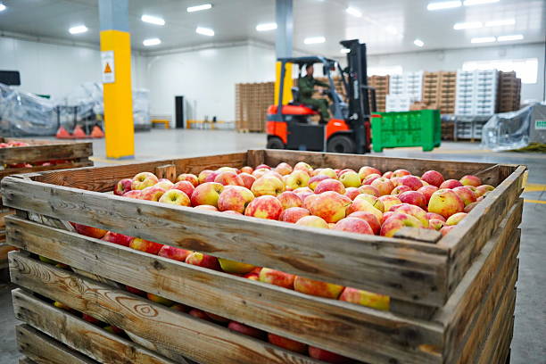 istock Apples are arranged in containers in a large garden. Harvesting. 2235895581