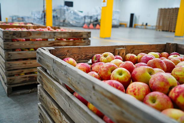 istock Apples are arranged in containers in a large garden. Harvesting. 2235895586