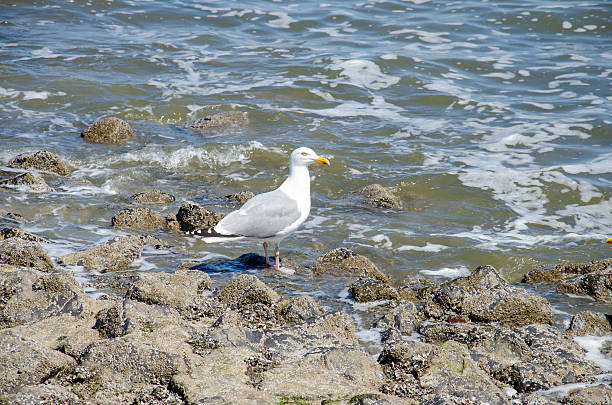 Seagull on the German North Sea coast
