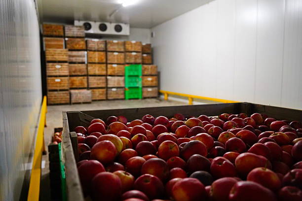 istock Apples are arranged in containers in a large garden. Harvesting. 2235895719