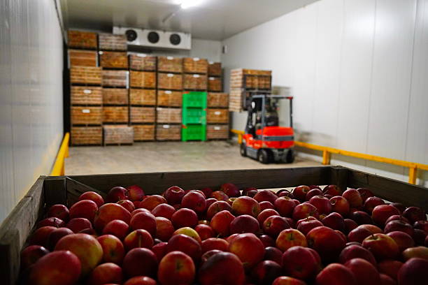 istock Apples are arranged in containers in a large garden. Harvesting. 2235895727