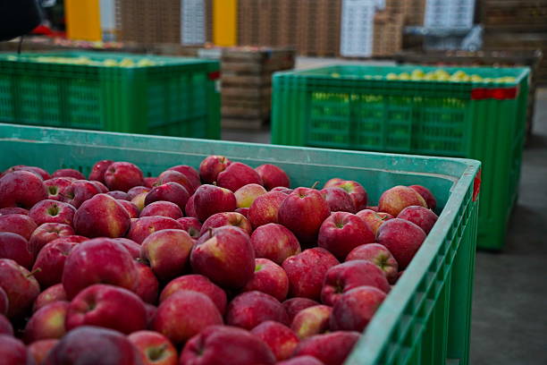 istock Apples are arranged in containers in a large garden. Harvesting. 2235895889