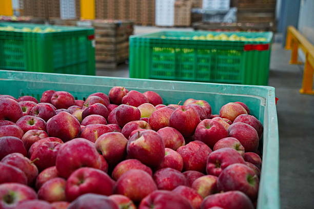 istock Apples are arranged in containers in a large garden. Harvesting. 2235895969