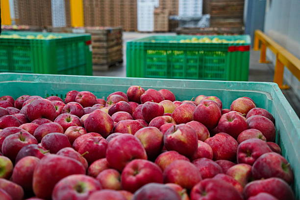 istock Apples are arranged in containers in a large garden. Harvesting. 2235895981