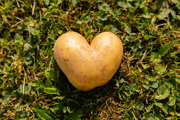 istock A unique heart-shaped potato is placed on lush green grass under bright sunshine. This natural formation showcases the charm of everyday produce in a simple outdoor scene 2235896301