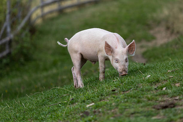 Cute piglet alone in the meadow, feeding and exploring the farmyard.