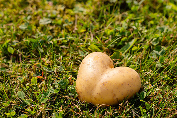 A heart-shaped potato sits on vibrant green grass under bright sunlight. The unique shape adds charm to the everyday scene of nature. A simple yet delightful discovery in the garden