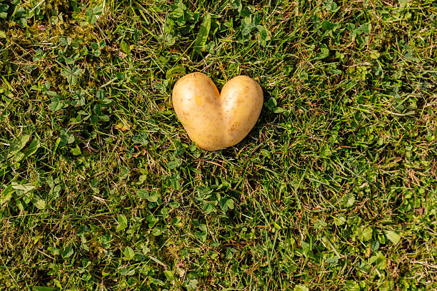 istock A unique heart-shaped potato sits on vibrant green grass in a sunny garden setting. This natural formation reflects the playful and quirky side of gardening 2235896456