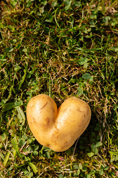 istock A heart-shaped potato rests on a patch of green grass under sunlight. This unusual vegetable displays nature's creativity, spreading joy with its charming shape 2235896791