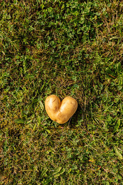 A heart-shaped potato rests on a bed of green grass under bright sunlight. This unusual vegetable captures attention with its distinct form and natural setting