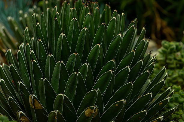 Green succulent plants