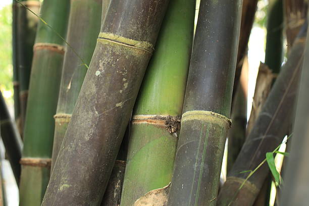 istock Green and Black Bamboo Stalks 2235899994