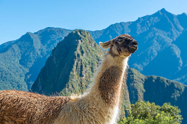 Panoramic view of the incredible Lost City of the Incas, Machu Picchu, Peru.
