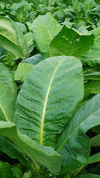 istock Beautiful Tobacco Plants 2235900470