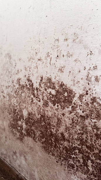 istock Close-up of an old wall with extensive brown mold and damp damage. Rough textured surface showing clear signs of humidity, fungal growth, and decay, representing neglected building maintenance. 2235900879