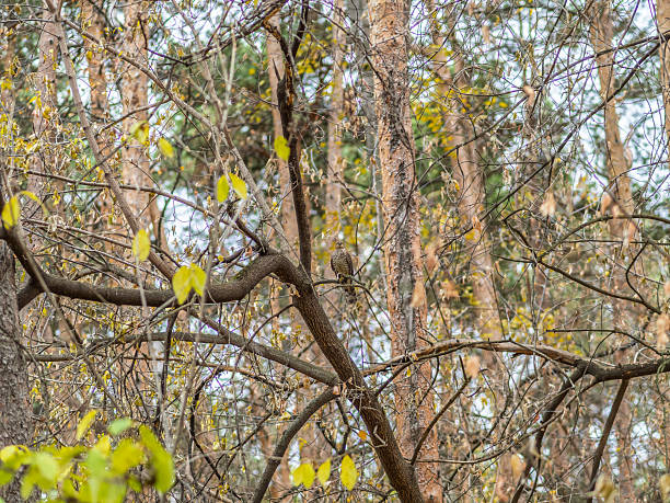 A Eurasian sparrowhawk perched on a branch of a tree outdoors. The Eurasian sparrowhawk (Accipiter nisus), also known as the northern sparrowhawk or simply the sparrowhawk