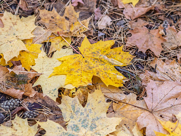 fallen yellow and orange autumn leaves on green grass on the ground. Autumn horizontal background with dried leaves in the sunlight.