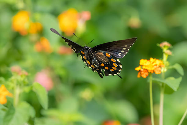 istock A pipevine butterfly feeding on lantana flowers 2235904201