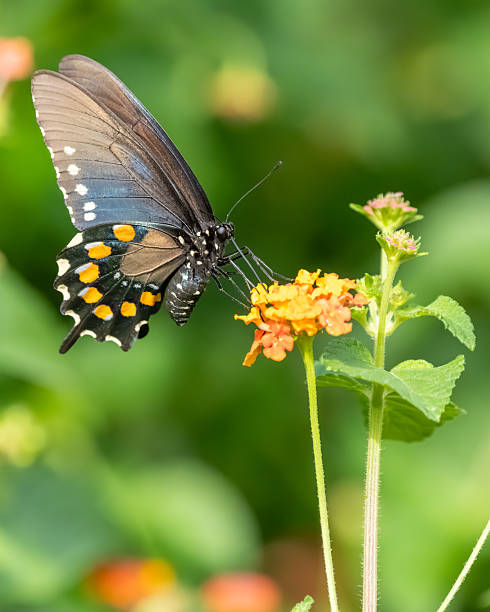 istock A pipevine butterfly feeding on lantana flowers 2235904205