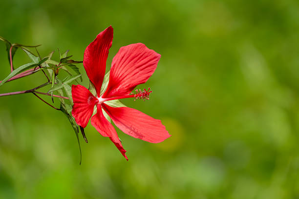istock A red hibiscus flower in a garden 2235904206