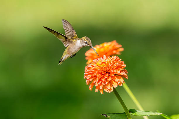 istock A female ruby-throated hummingbird feeding on an orange zinnia 2235904214
