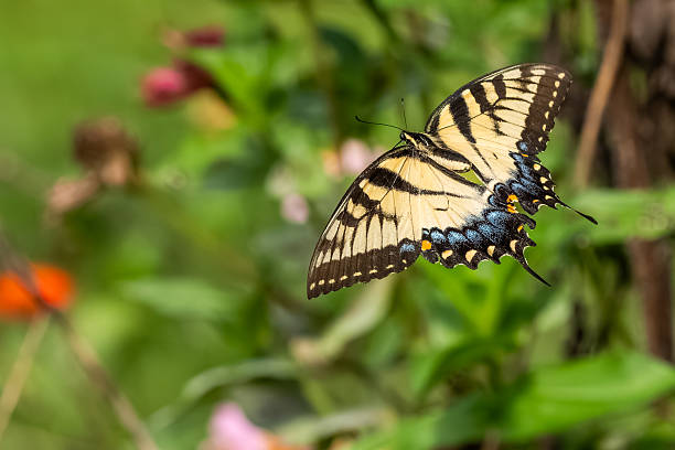 A male Eastern Tiger swallowtail butterfly feeding on a flower
