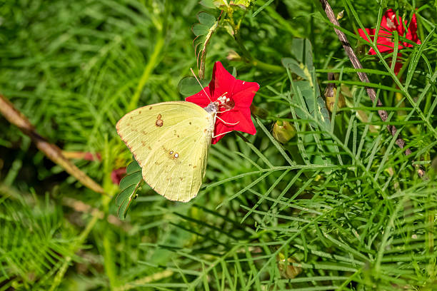 A sulphur butterfly feeding on red flowers