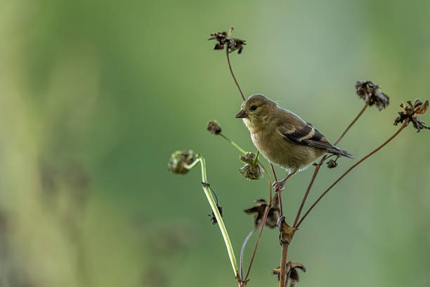 istock A female goldfinch feeding on a dead flower 2235904302