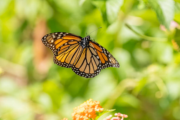 istock A Monarch butterfly flying over a flower garden 2235904306