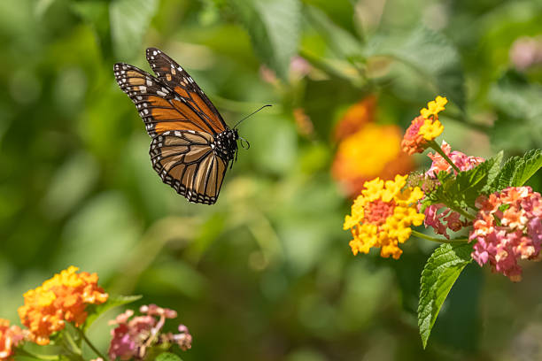 istock A Monarch butterfly flying over a flower garden 2235904308