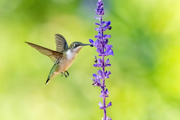istock A female ruby-throated hummingbird feeding on blue flowers 2235905046