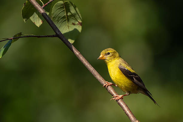 istock A young male goldfinch perched on a tree branch 2235905270