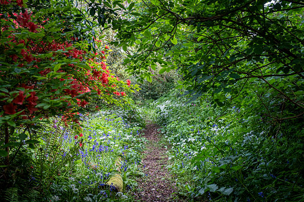 Buebell Wood (Hyacinthoides non-scripta) in a wood in England