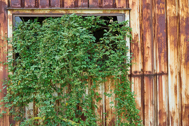 istock Weeds covering the broken windows. 2235909750