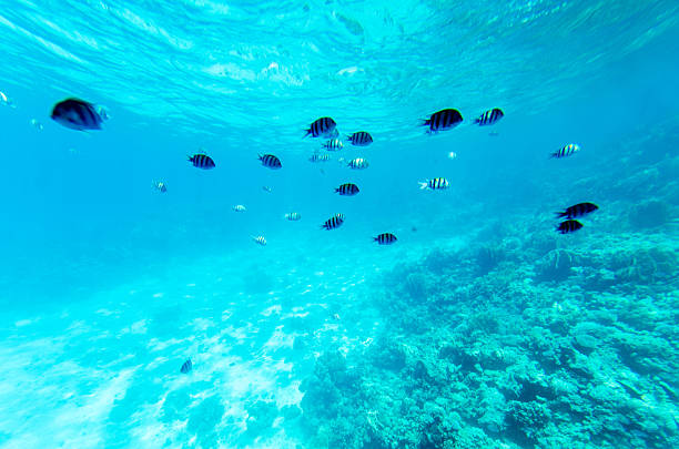 istock Striped fish swimming in clear blue underwater 2235909817