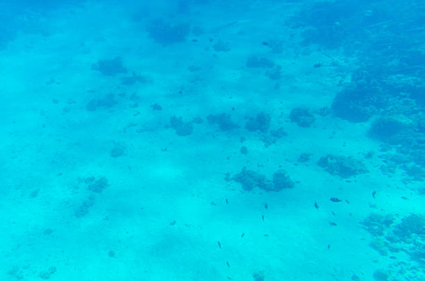 Vast ocean floor captured in serene blue tones under clear water. Sparse marine life and sand patches visible. Ambient sunlight filtered through water enhances tranquil scene